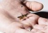 Ένα «έντομο» ανοίγει τον δρόμο για τα microdrones