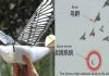 Περιστέρια- drones παρακολουθούν πολίτες στην Κίνα