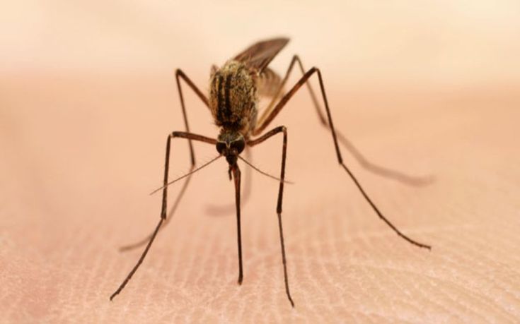 64682707_mosquito_thinkstock624.jpg