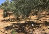 H Bosch χρησιμοποιεί αισθητήρες και στις ελαιοκαλλιέργειες – Newsbeast