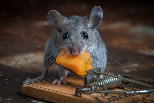 luckymouse.jpg