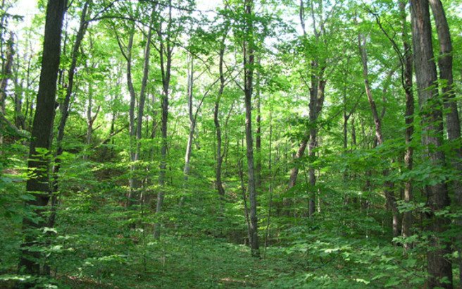 forest.medium.jpg