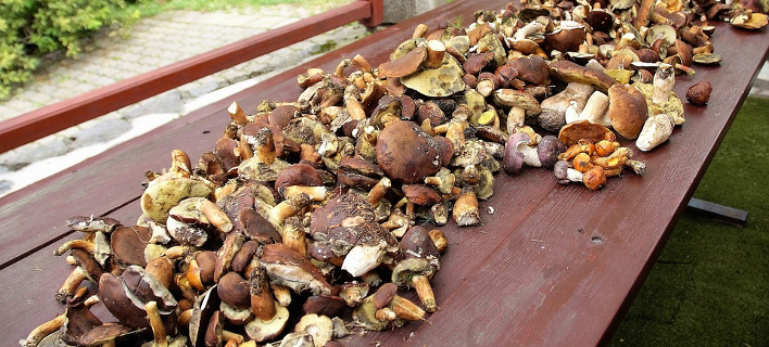 mushrooms-708_2.jpg