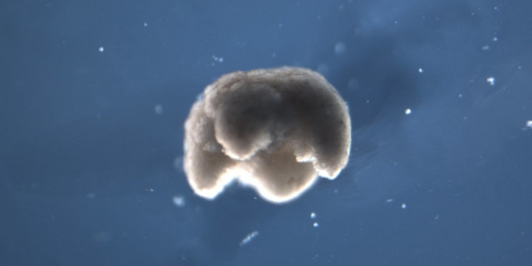 rompot-biologiko.jpg