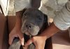Το γράμμα 12χρονου που έγινε viral -Άφησε τον σκύλο του σε καταφύγιο για να τον σώσει από τον βίαιο πατέρα του | ΤΕΧΝΟΛΟΓΙΑ