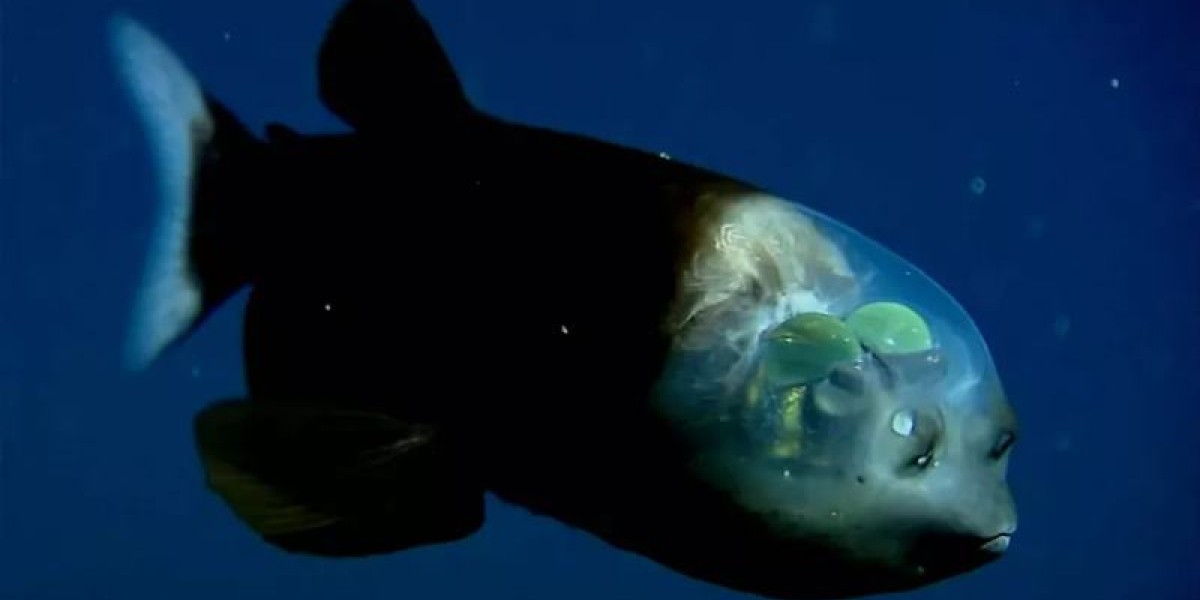 barreleye.jpg
