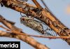 Κρήτη: Έλληνες επιστήμονες κατοχύρωσαν με πατέντα εφεύρεση, αντιγράφοντας τα τζιτζίκια | ΤΕΧΝΟΛΟΓΙΑ