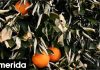Εφαρμογή θα προειδοποιεί αγρότες για παγετό -Πρόβλεψη για τρείς μέρες, πώς λειτουργεί