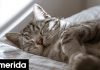 Ιαπωνία: Εφαρμογή εντοπίζει πότε μία γάτα πονάει -Πώς λειτουργεί