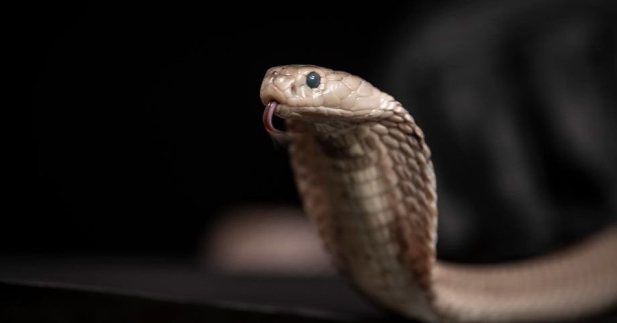 snake.jpg