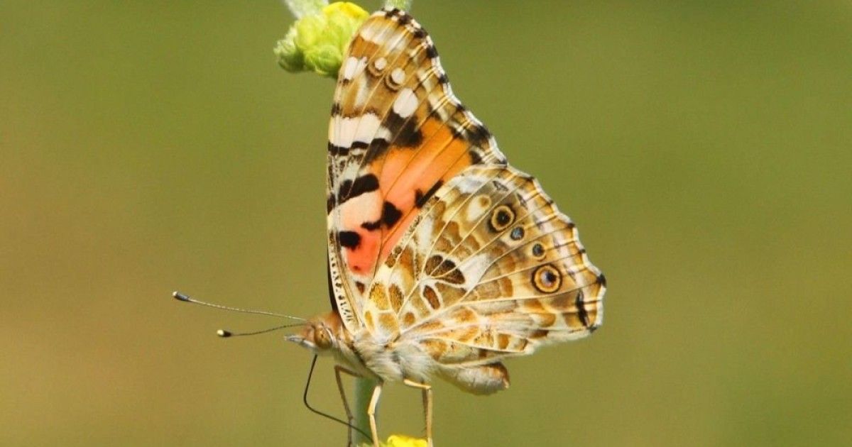 butterfly-trip.jpg