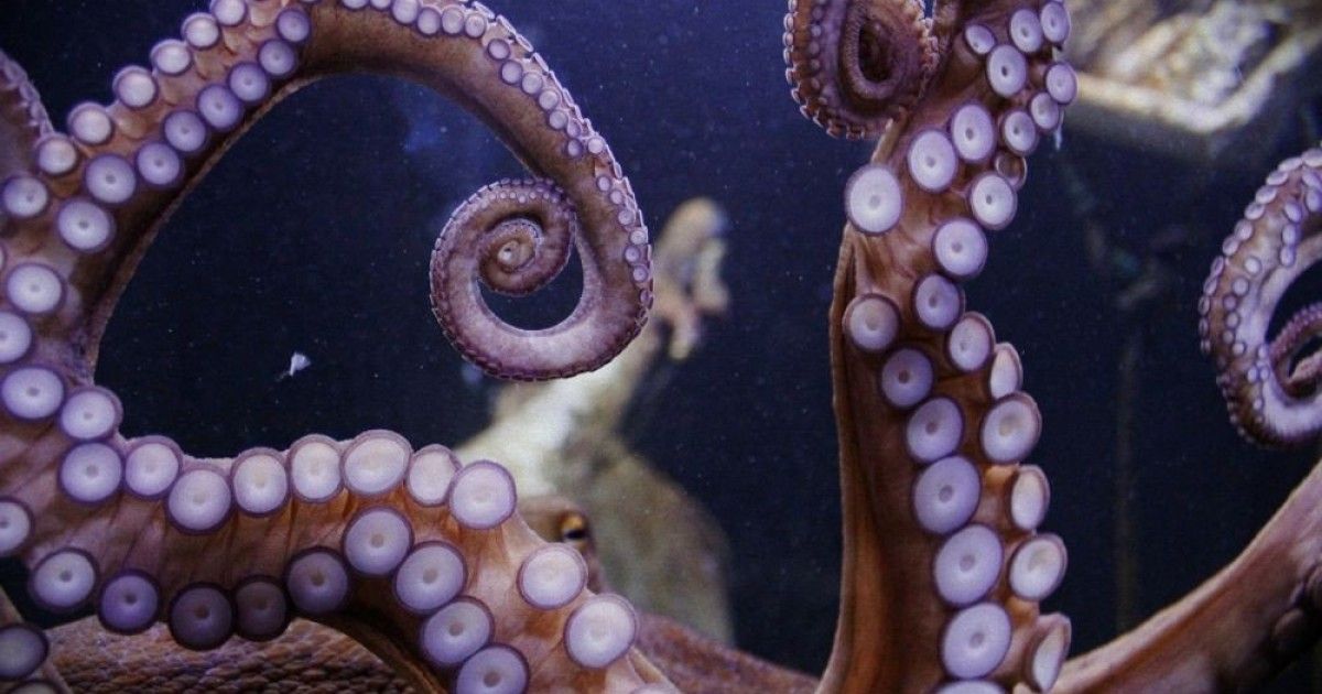 octapus-sunscreen.jpg
