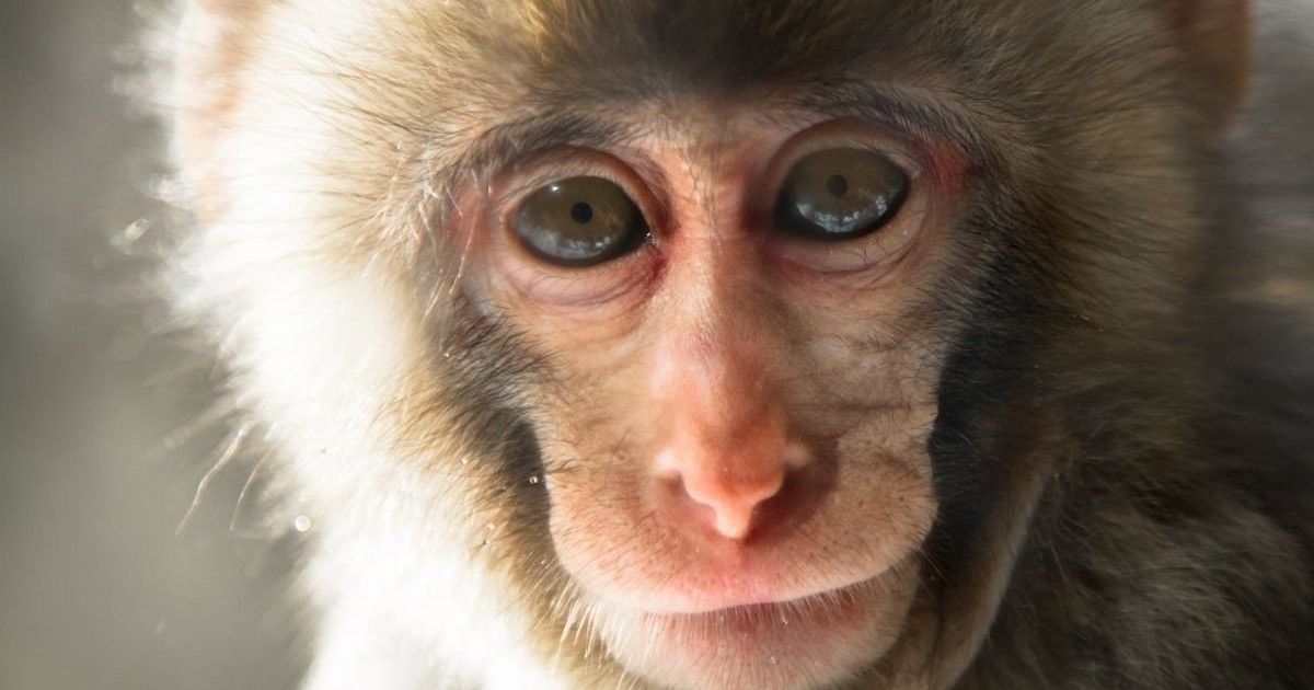 macular-hole-monkey.jpg