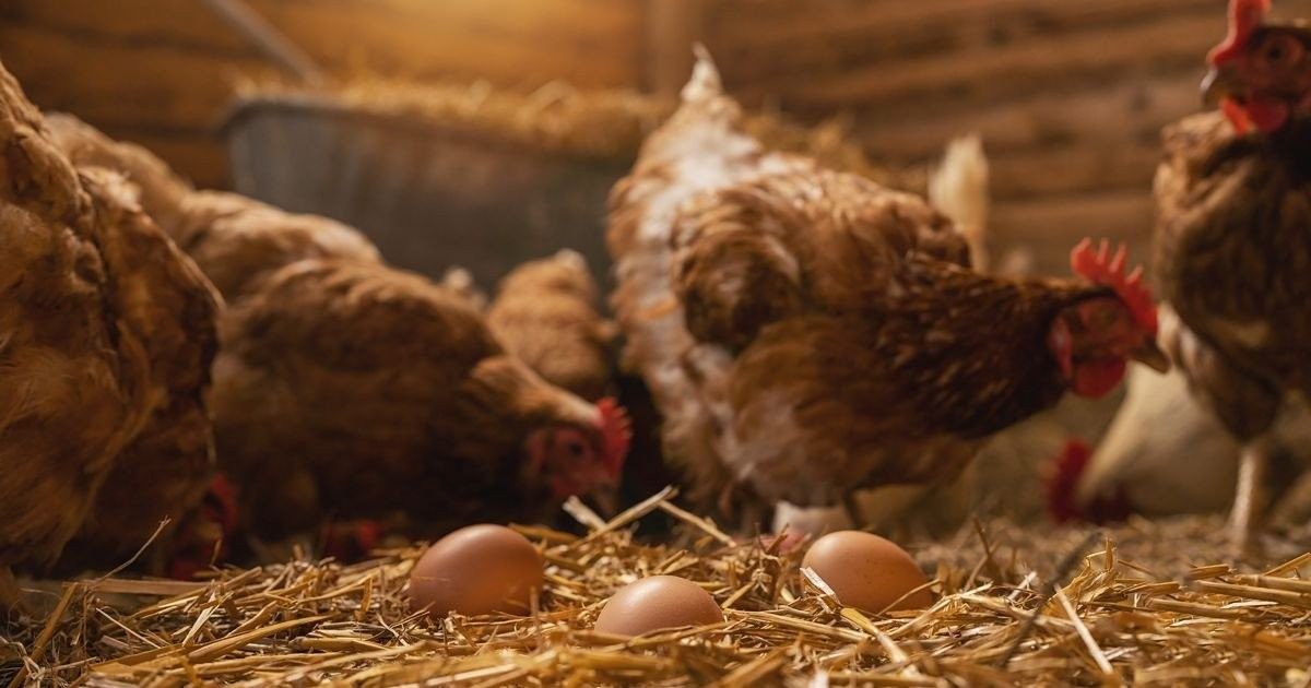 chicken-or-egg.jpg