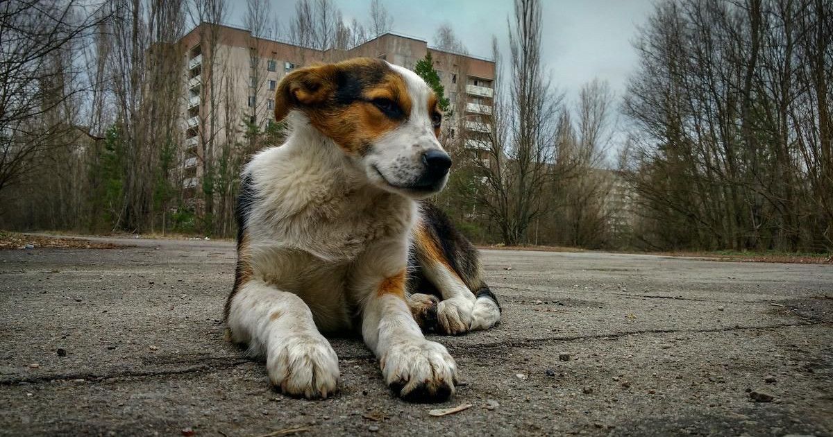 chernobyl-dogs.jpg