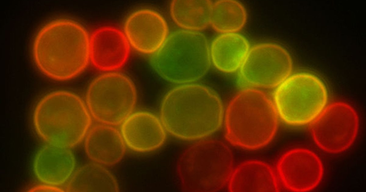 synthetic-life-yeast-milestone.jpg