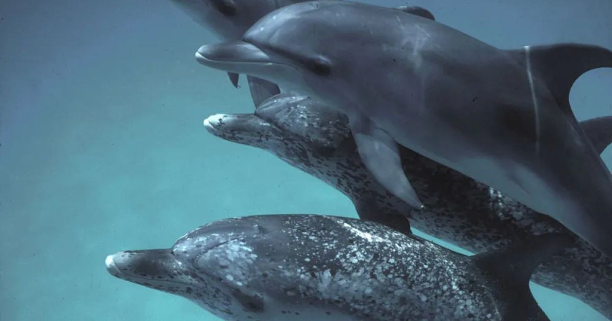 google-dolphingemma.jpg