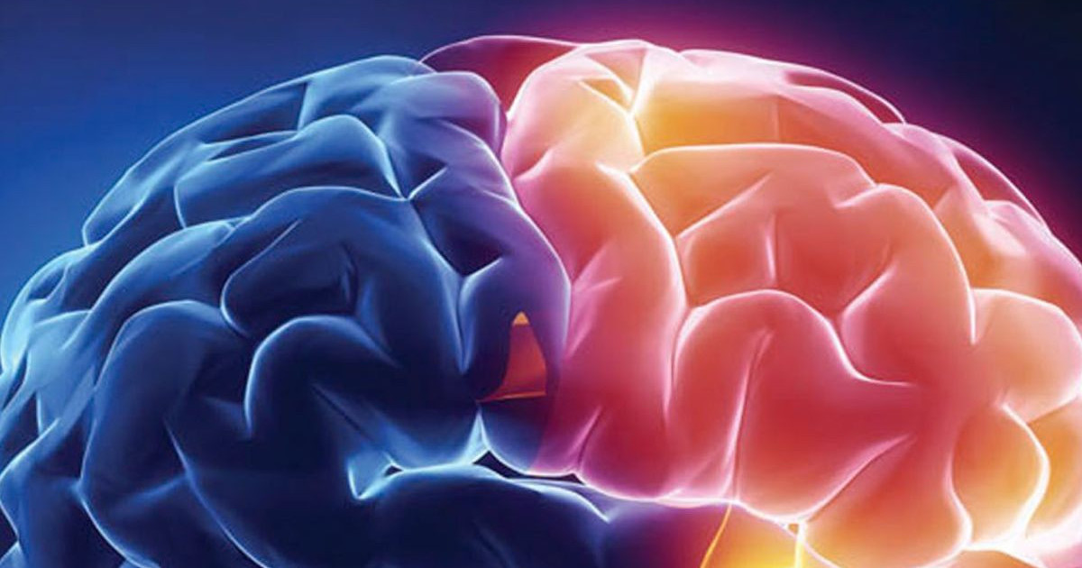 brain-grooves.jpg