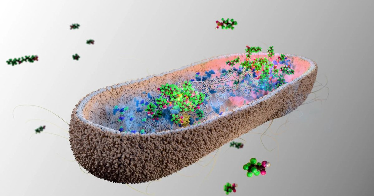 gut-microbe-pfas.jpg