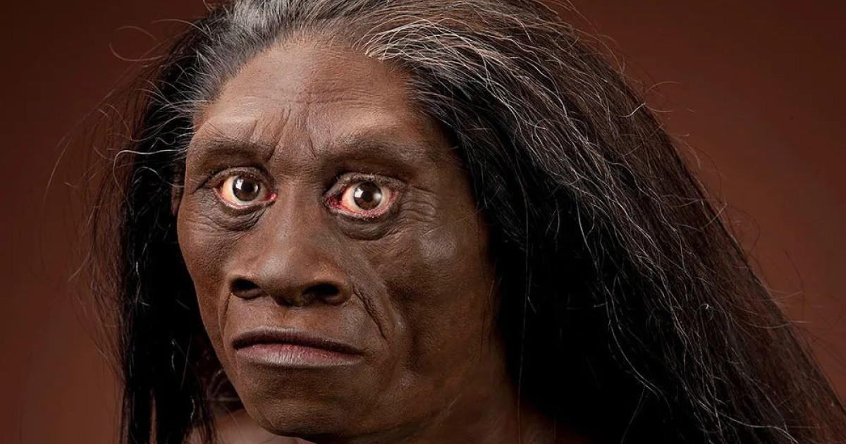 homo-habilis.jpg