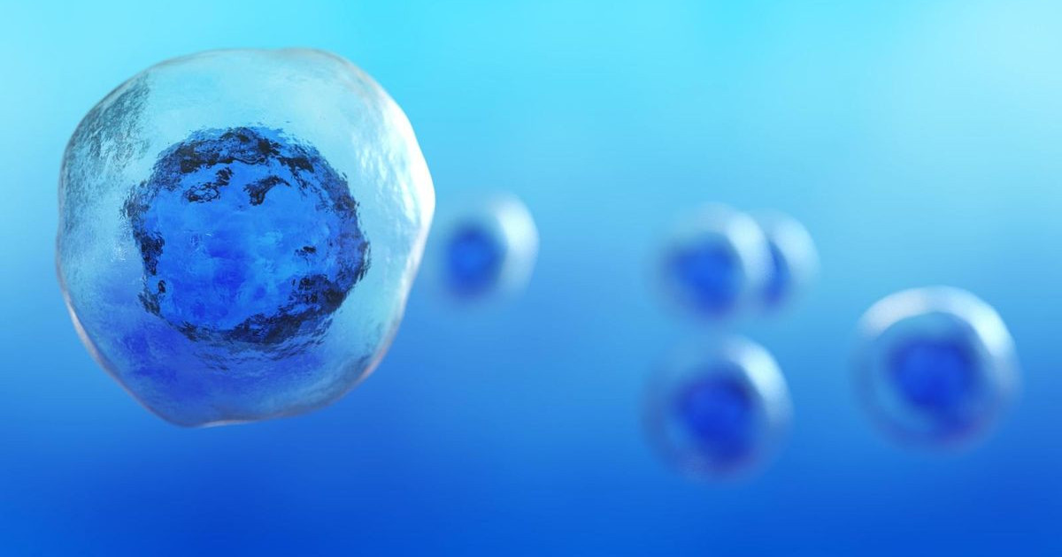 human-embryo-stem-cell-japan-approval.jpg