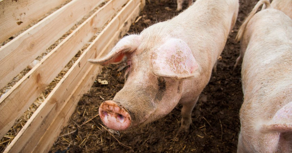 pig-transplant-lung.jpg