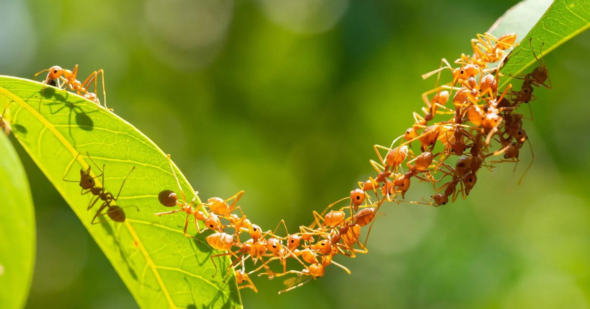 weaver-ants.jpg