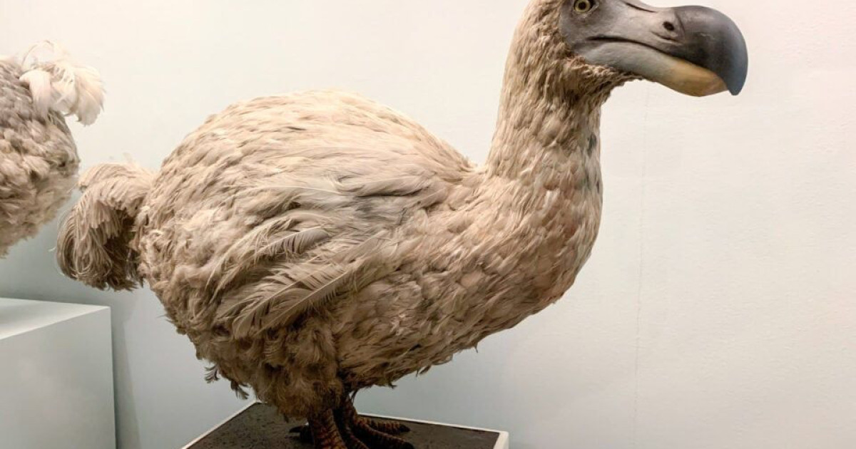 dodo.jpg