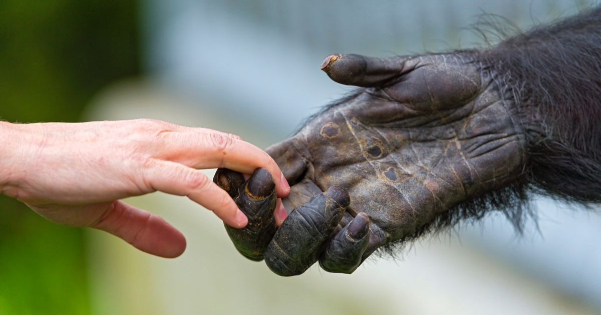 man-chimpanzee.jpg
