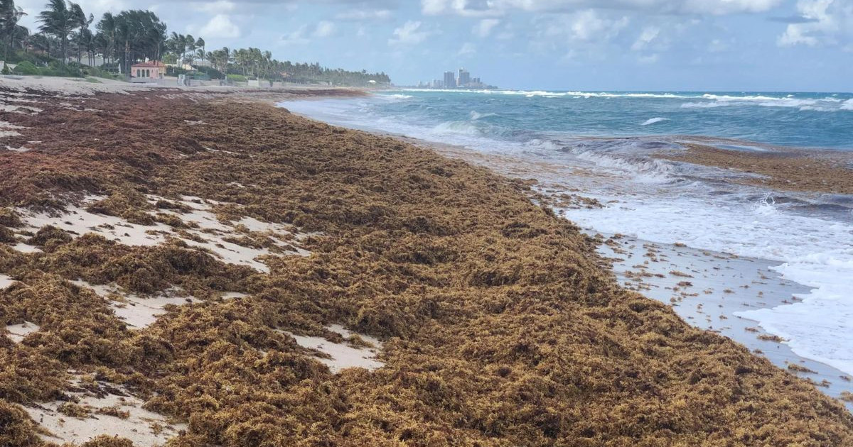 sargassum.jpg