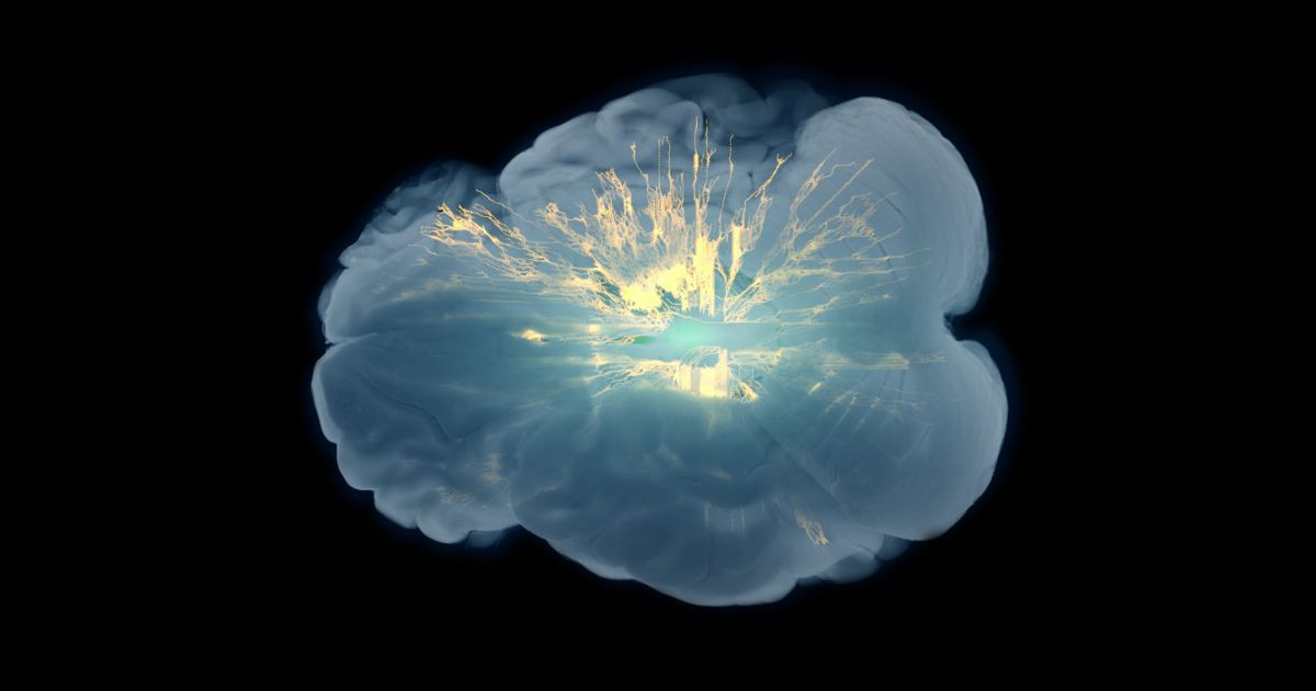 basal-ganglia.jpg