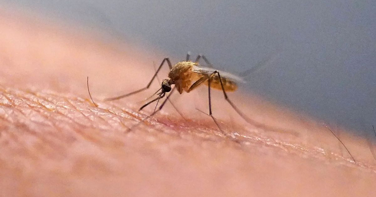 mosquito-iceland.jpg