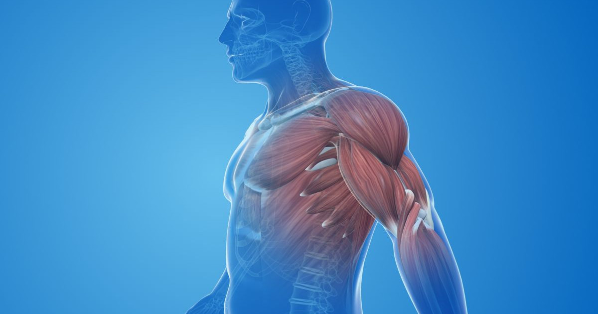 robot-human-muscle.jpg