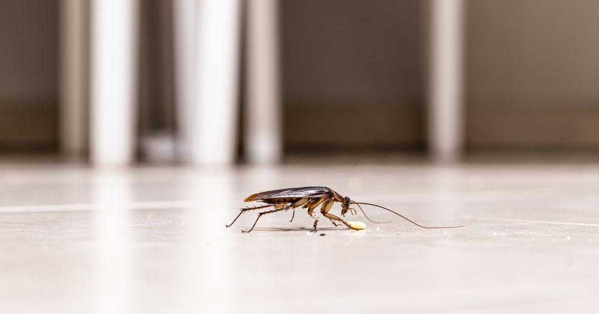 cockroach.jpg