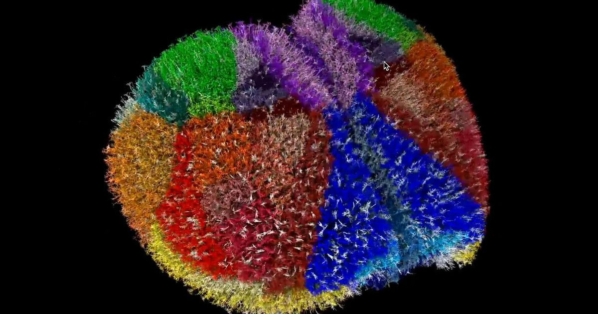fugaku-brain-model.jpg