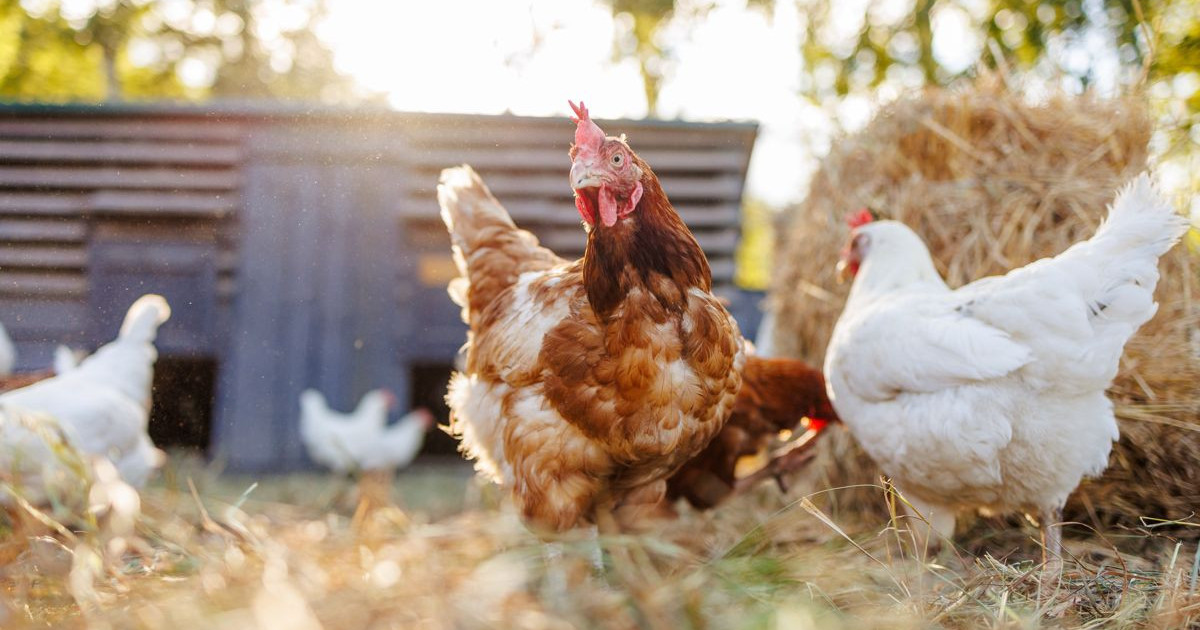 how-chicken-see.jpg
