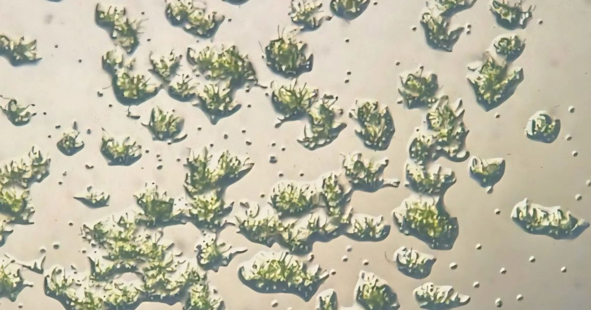 moss-space.jpg