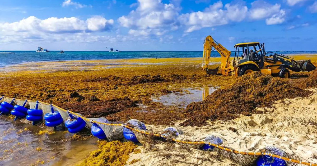 sargassum-phosphorus.jpg
