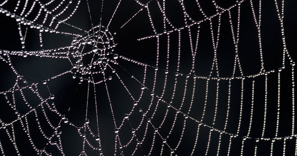 spider-web-technology.jpg