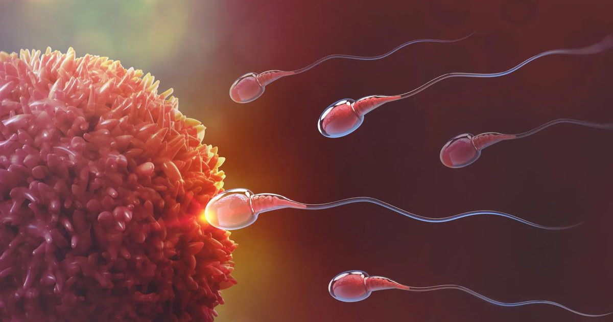 cornell-sperm.jpg