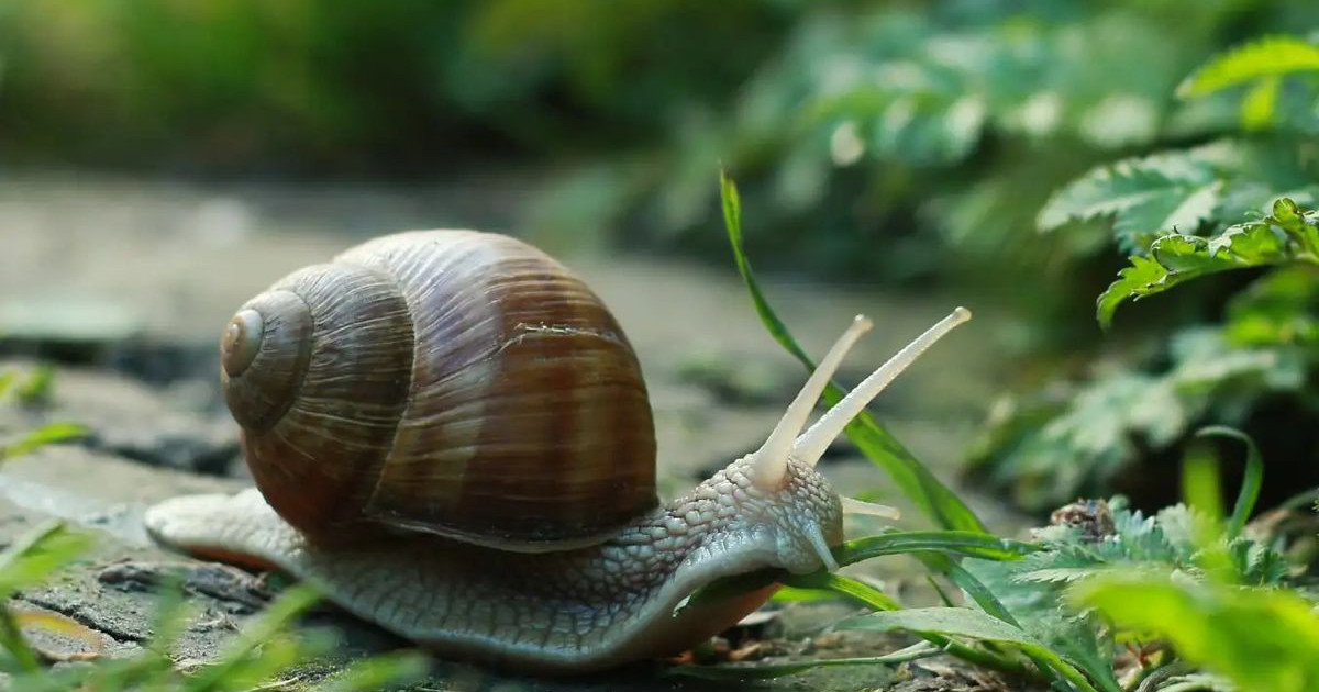 snail-robot-drug-delivery.jpg