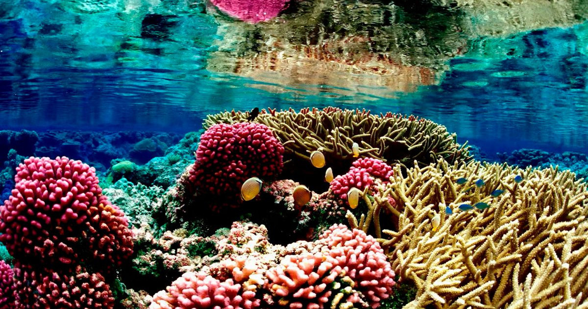 corals.jpg