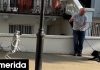 Τρομερό βίντεο: Τι συνέβη όταν ένας αληθινός σκύλος συνάντησε «σκύλο» ρομπότ στο Λονδίνο