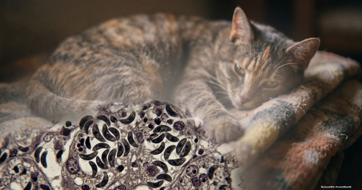 toxoplasmosis.jpg