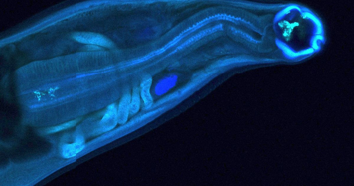 transgenic-hookworms.jpg
