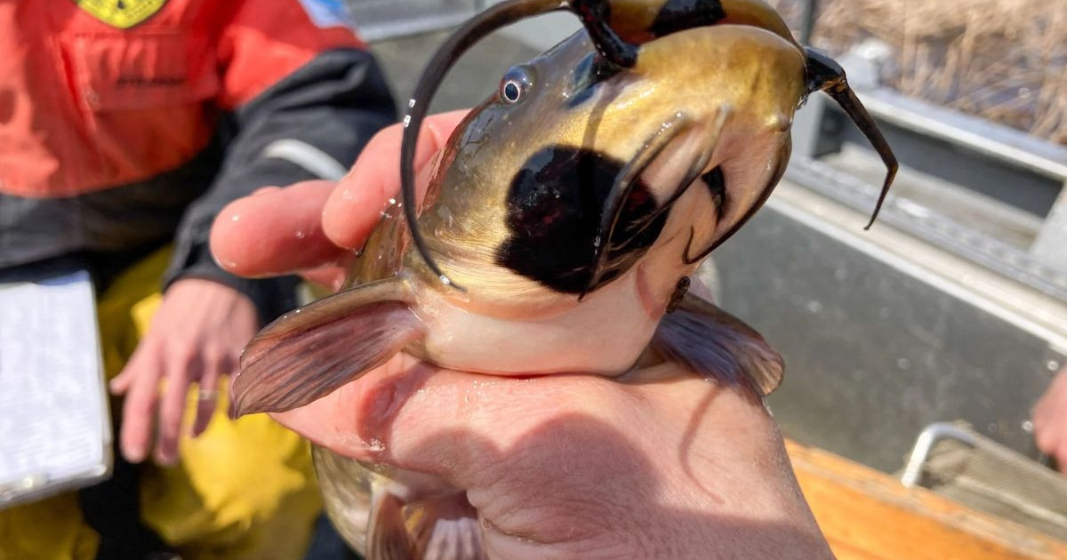contagious-cancer-fish.jpg