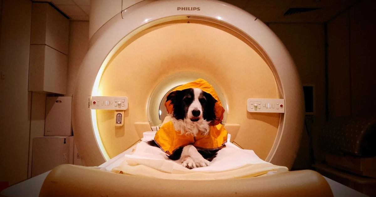 dog-brain-scan.jpg