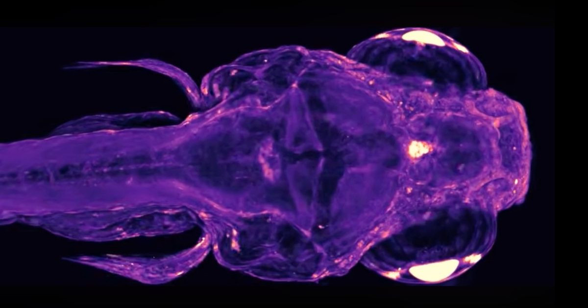 living-cells-communicate.jpg