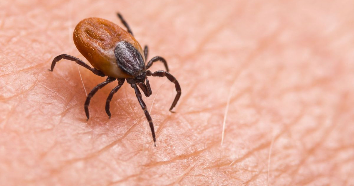 tick-virus.jpg