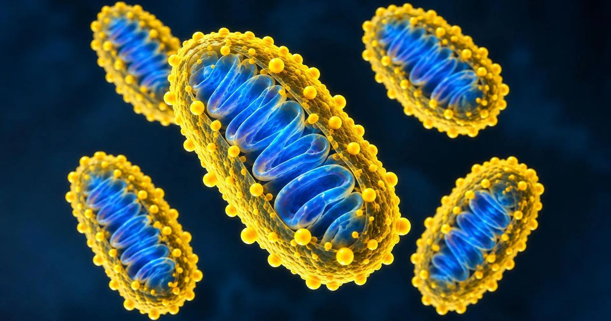 mitochondria-upgrade.jpg